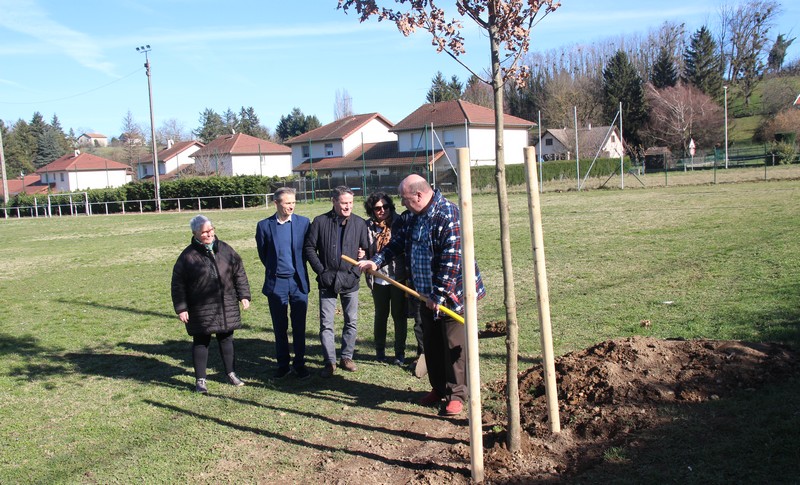Un ch�ne plant� au parc Vert-m�le