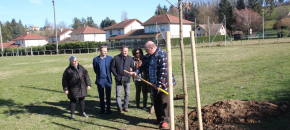 Un ch�ne plant� au parc Vert-m�le