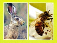 LES JACHERES APICOLES ET FAUNE SAUVAGE